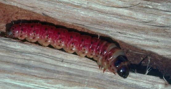 Древоточец