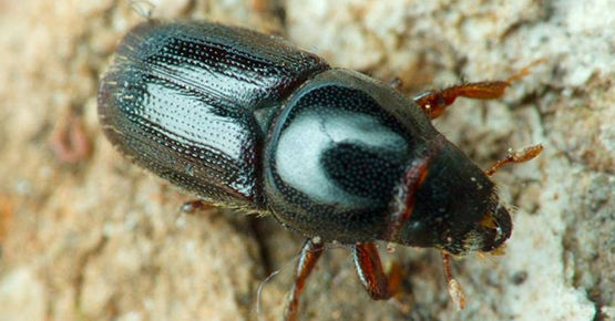 Жук короед