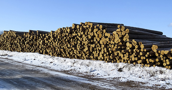 Фумигация древесины